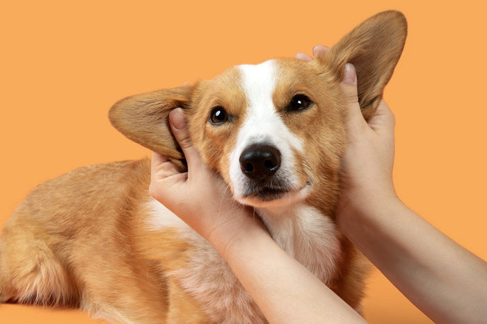 corgi getting ears massaged