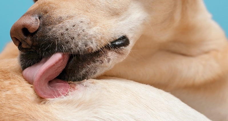 yellow short haired dog licking skin