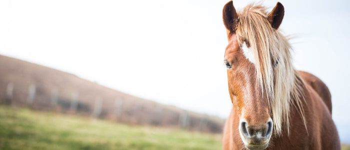 horse in field 